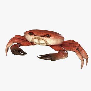 Sea Crab