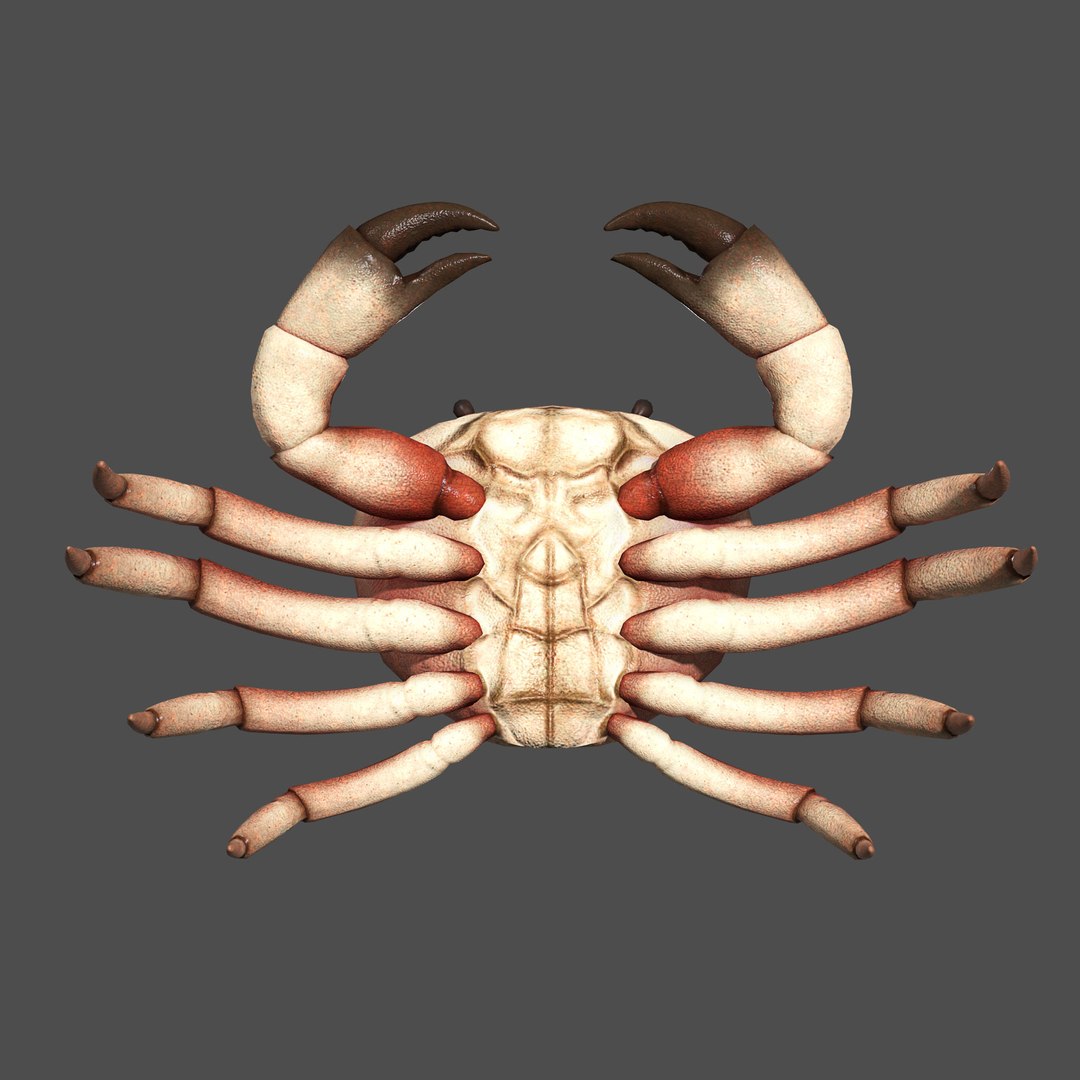 modelled texturing rigged 3D model https://p.turbosquid.com/ts-thumb/es/Z2acRo/i4vHhL4r/diffuse_bust_d/jpg/1587825693/1920x1080/fit_q87/e089a37f93735f39c7a8f3c235d05cc450431d20/diffuse_bust_d.jpg