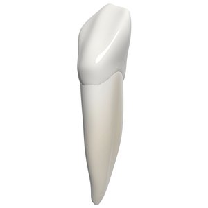 medical mouth 3d model