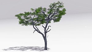 3D African Acacia Tree-S5 model