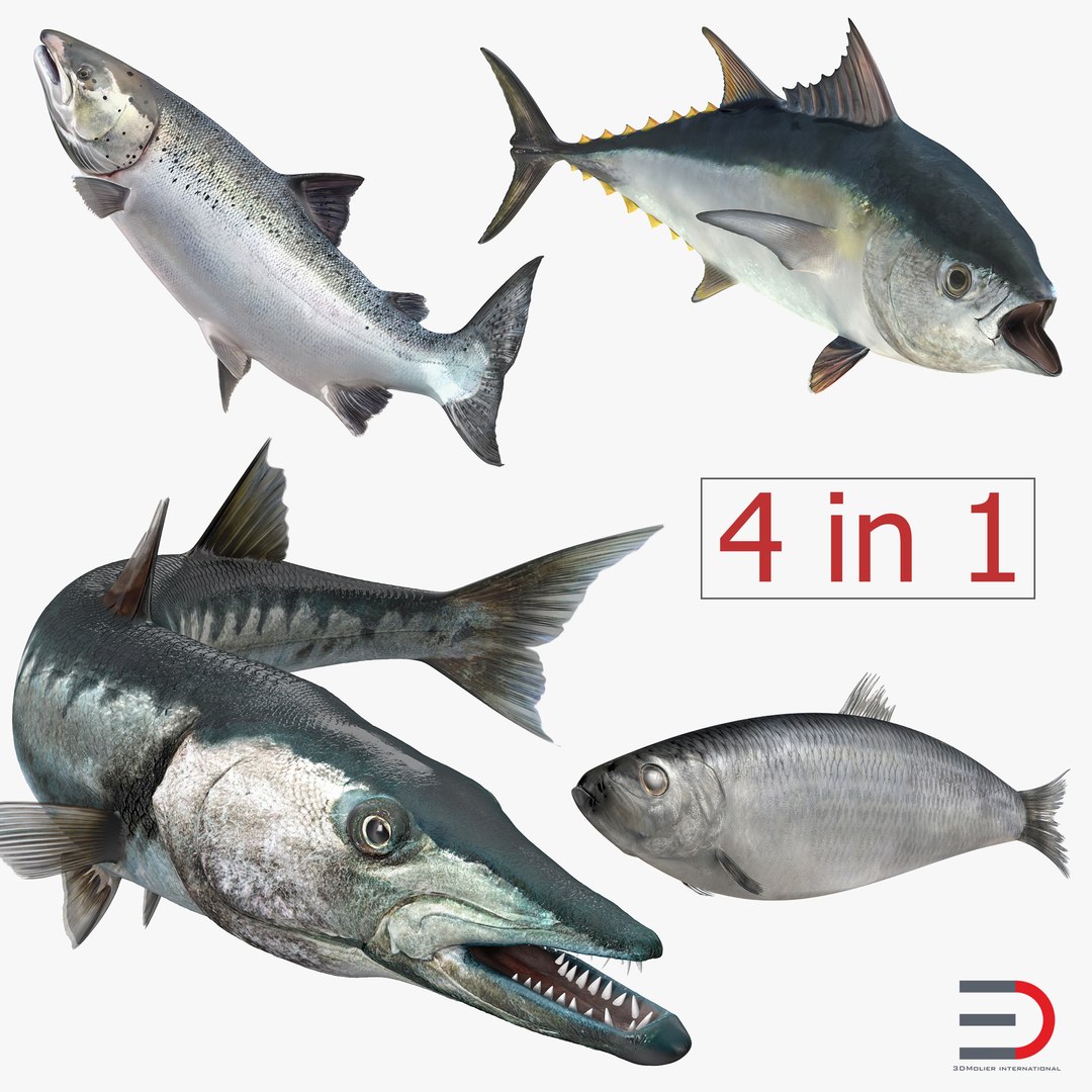 Fishes 3D Models Collection 2 Rigged 3D model preview