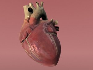 Human heart