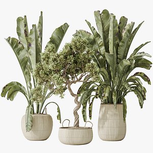 AV Indoor plants set 147 Ravenala Banana Strelitzia Nicolai Bird Of Paradise and Leccino Arbequina W 3D model