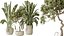AV Indoor plants set 147 Ravenala Banana Strelitzia Nicolai Bird Of Paradise and Leccino Arbequina W 3D model
