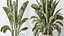 AV Indoor plants set 147 Ravenala Banana Strelitzia Nicolai Bird Of Paradise and Leccino Arbequina W 3D model