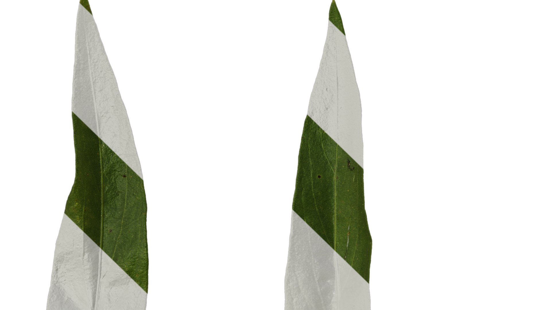 3D Model Anydrafts Centaurea Americana Leaf 01 Textures - TurboSquid ...