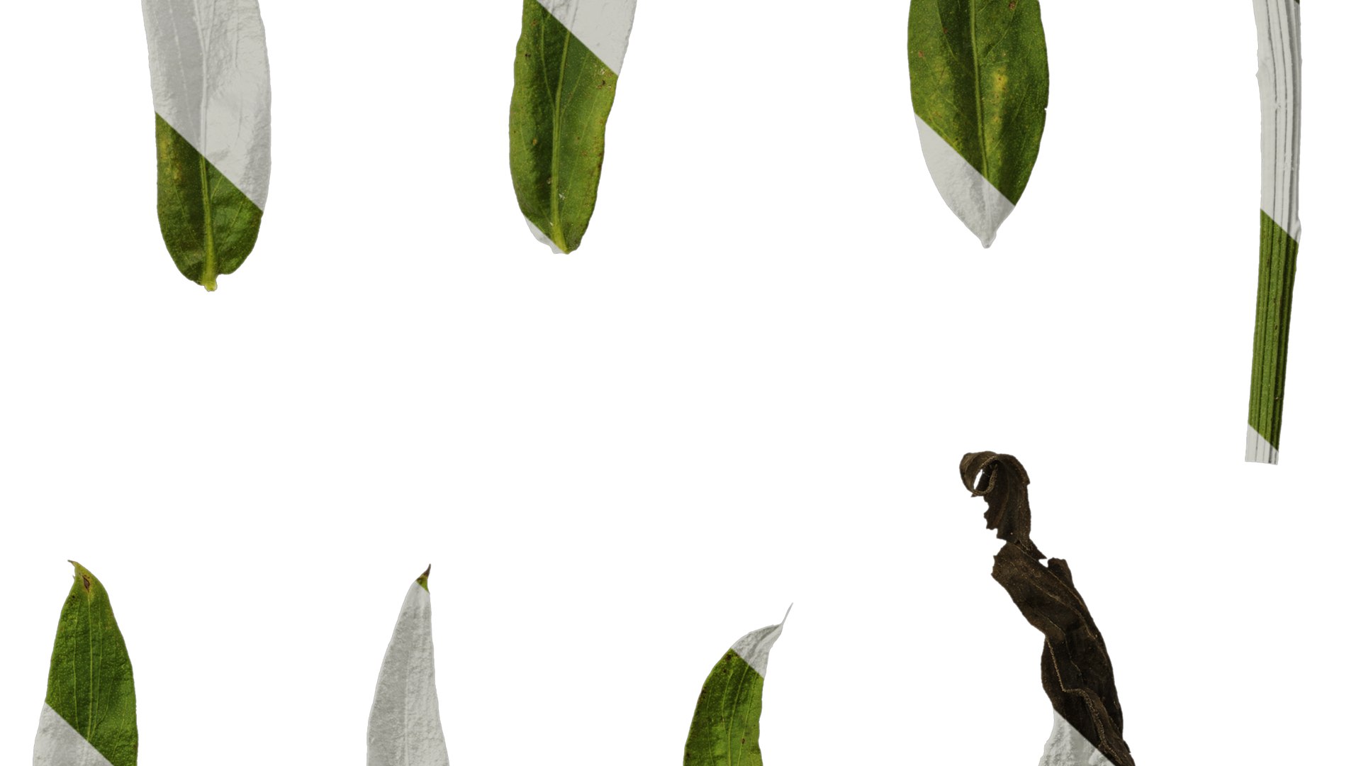 3D Model Anydrafts Centaurea Americana Leaf 01 Textures - TurboSquid ...