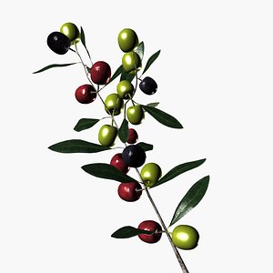 Olive branch 3D model