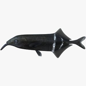 3D Long-Nosed Elephant Fish model