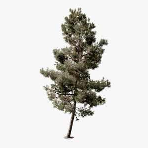 3D Pine Tree 02 Photorealistic 3D Scanned Tree