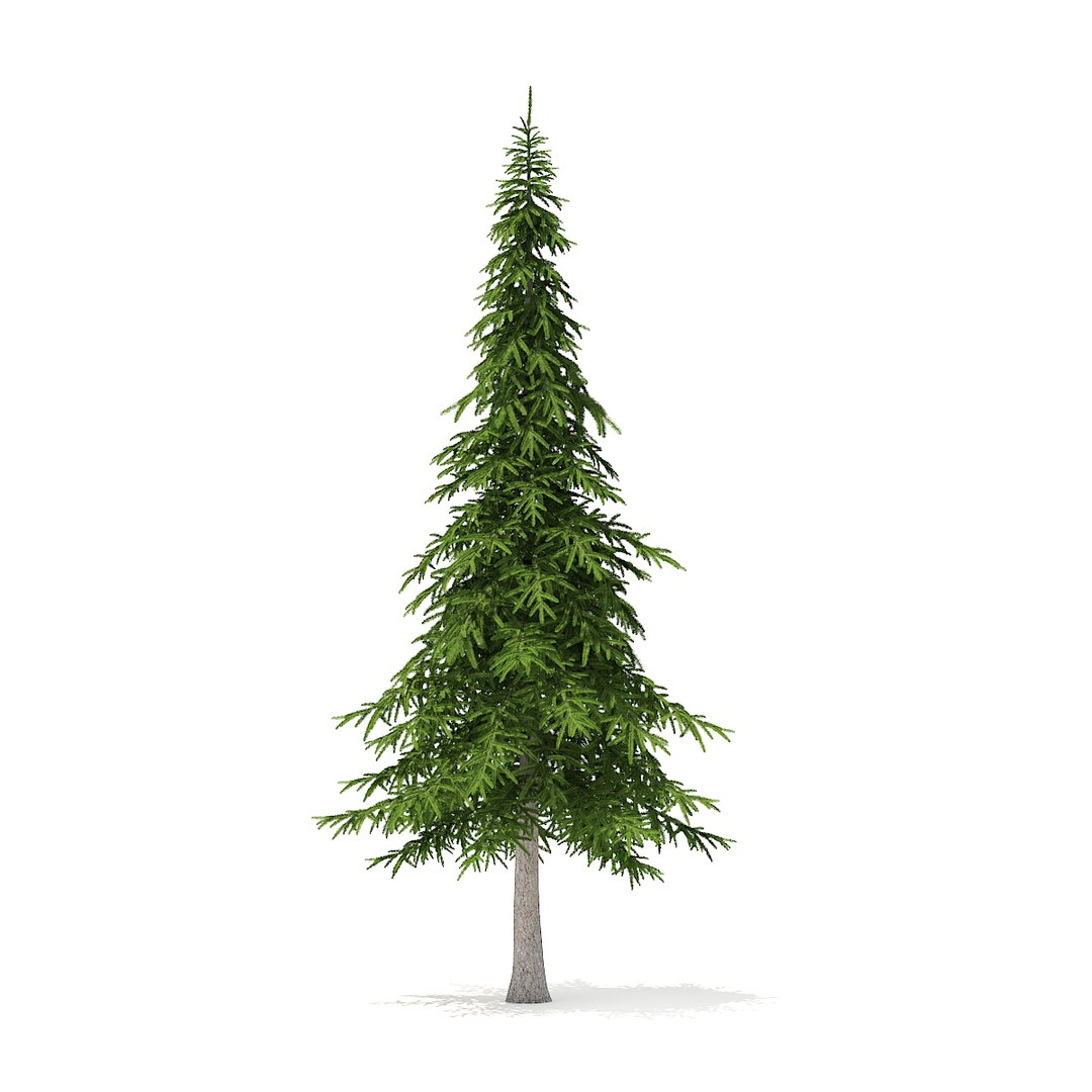 Ели д. CGAXIS - Winter Conifer Trees collection – Volume 98. Елка дерево. Елка 3d модель. Ель 3d модель