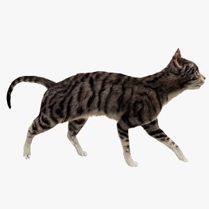 Cat Rigged 3D
