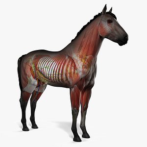 Full Horse Anatomy Static model
