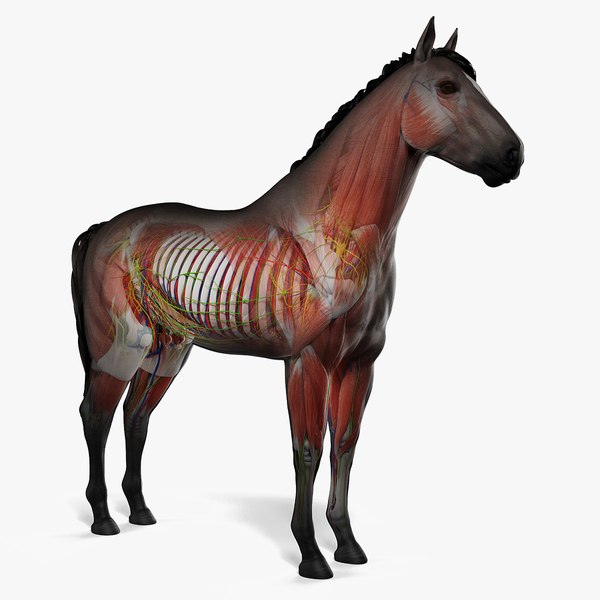 Animal Anatomy 3D Models for Download TurboSquid