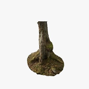 Anydrafts Betula albosinensis Trunk 02 3D model