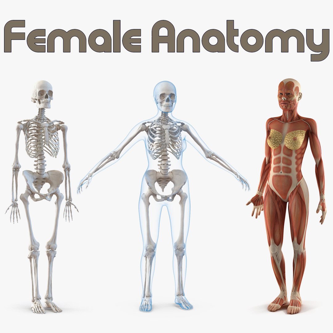 Female Anatomy Collection 3D model preview