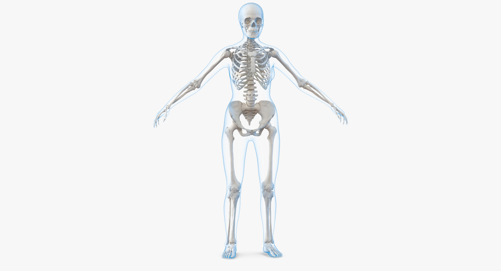 3D Female Anatomy Model TurboSquid 1275076