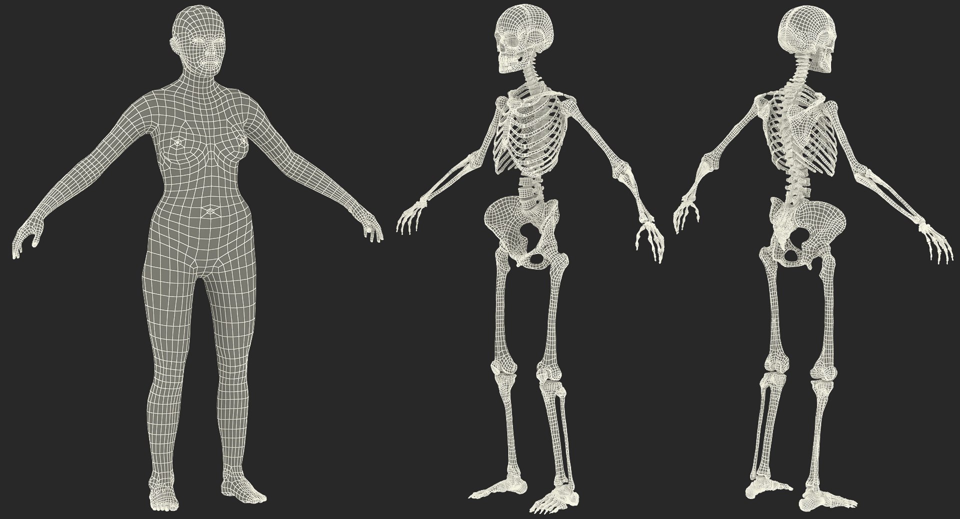 3D female anatomy model TurboSquid 1275076