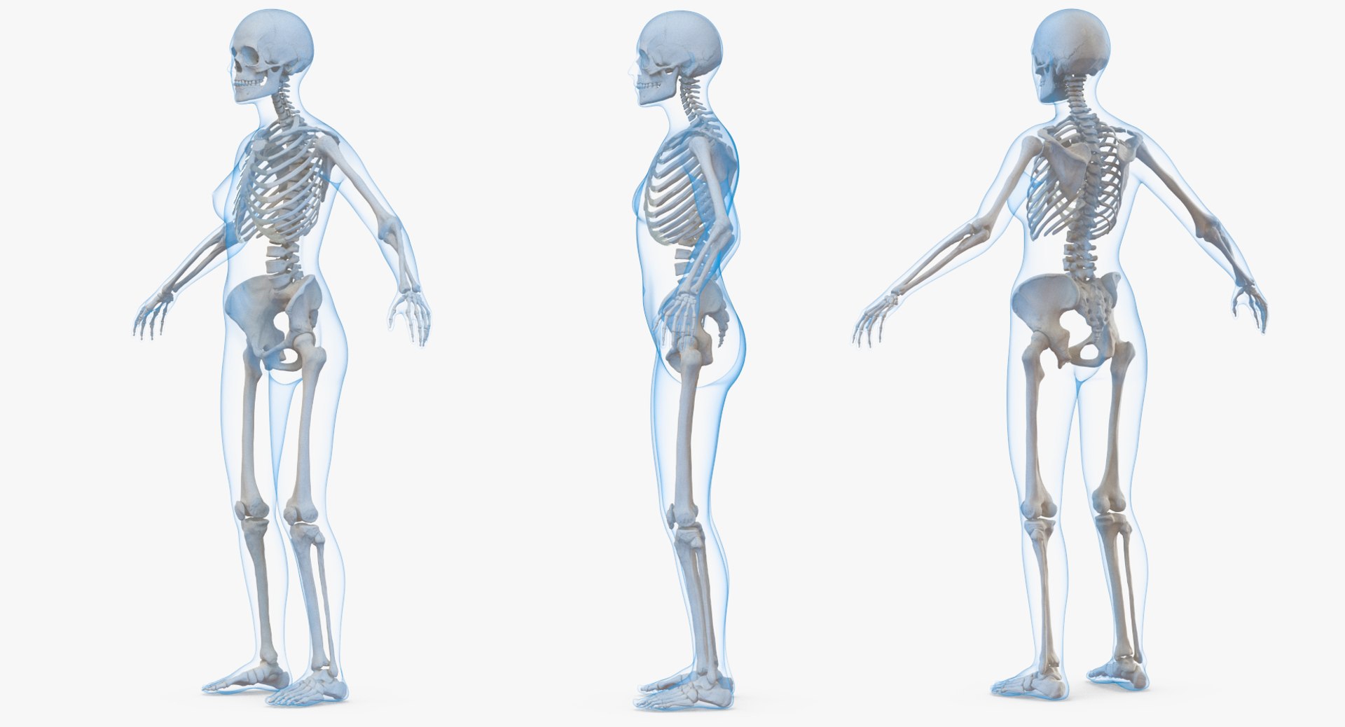 3D Female Anatomy Model - TurboSquid 1275076