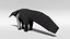giant anteater model