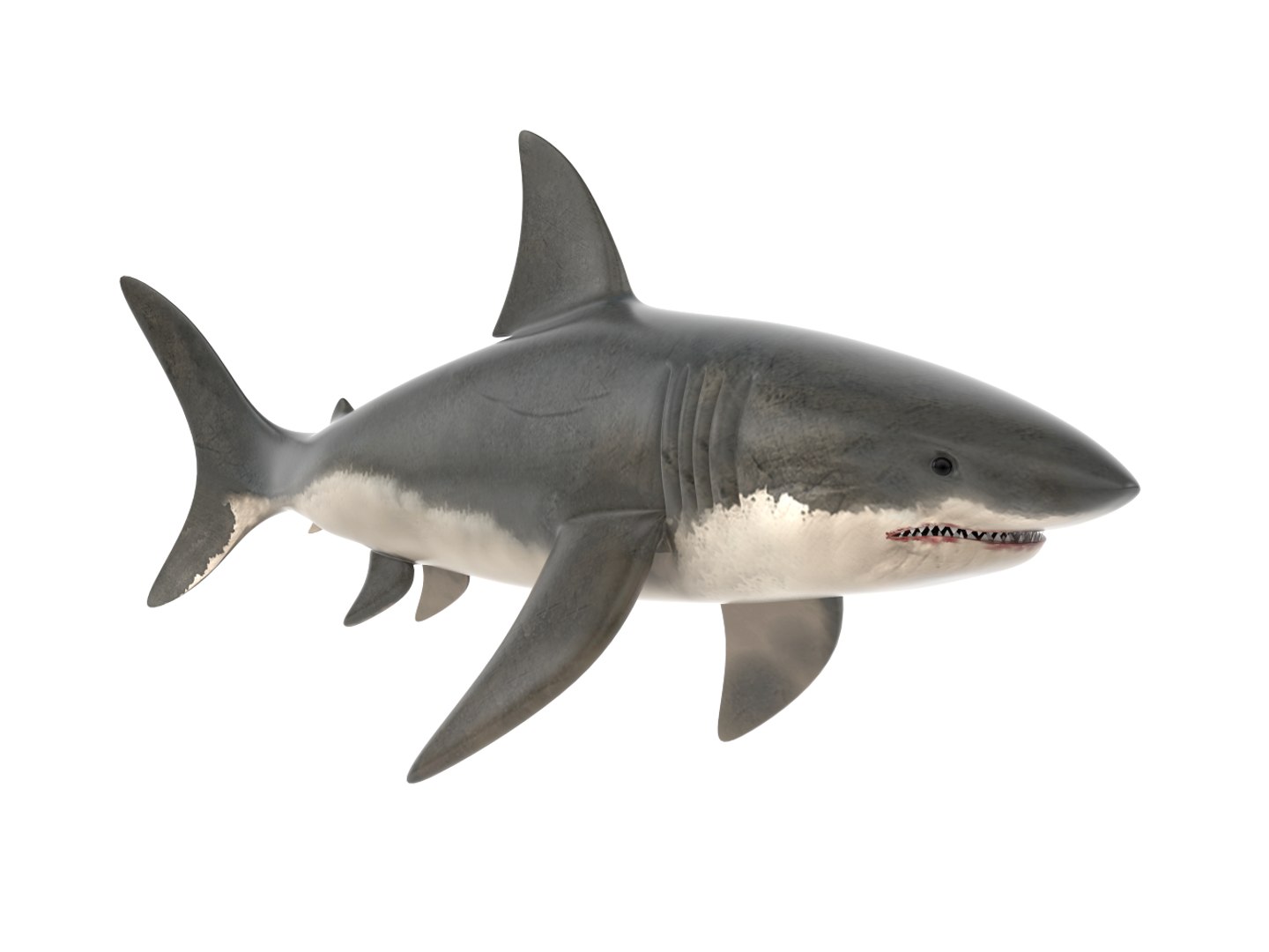 3D great white shark - TurboSquid 1551604