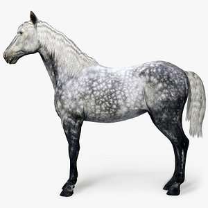 Horse Animal
