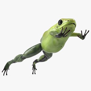 Green Phyllobates Terribilis Jumping Pose model