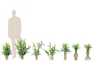 Dracaena sanderiana - Lucky Bamboo model