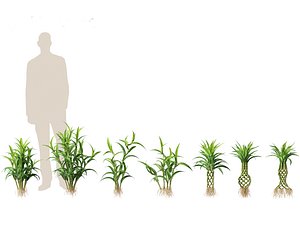 Dracaena sanderiana - Lucky Bamboo