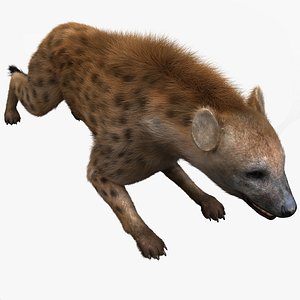 3d hyena pose 5 fur model