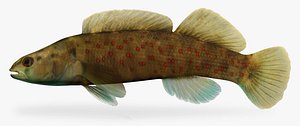Etheostoma maculatum  Spotted Darter
