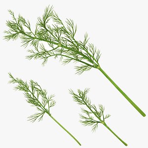 3D Dill model