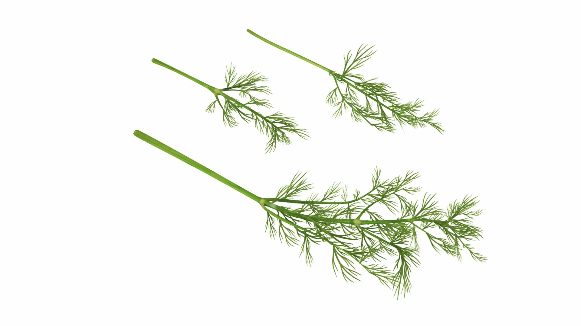 3D Dill model https://p.turbosquid.com/ts-thumb/eu/PHnGXY/Xf/dill2/jpg/1768349986/1920x1080/fit_q87/16d4d98c2af84e270209e6028ee914147c76ad36/dill2.jpg