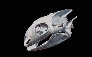 3D skull model