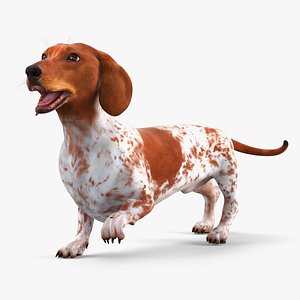 Short-Legged Hound with Dapple Coat Rigged 3D