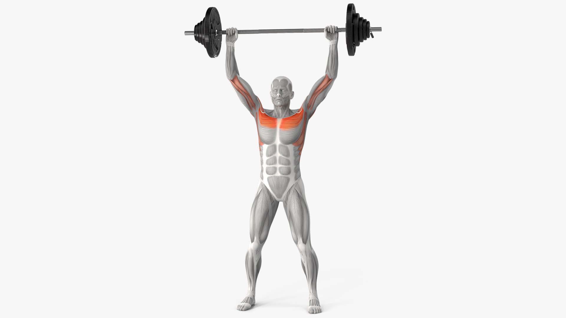 Male Muscular System Collection 3 3D model https://p.turbosquid.com/ts-thumb/eu/ZMFxHq/6b/muscular_system_anatomy_shoulder_press_001/jpg/1753955489/1920x1080/fit_q87/319ad464d07f8178dac6c6b9a3bd3295f43b28f9/muscular_system_anatomy_shoulder_press_001.jpg