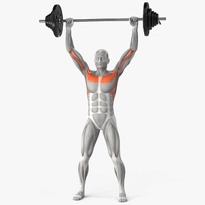 Muscular System Anatomy Shoulder Press