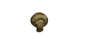 3d champignon mushroom model