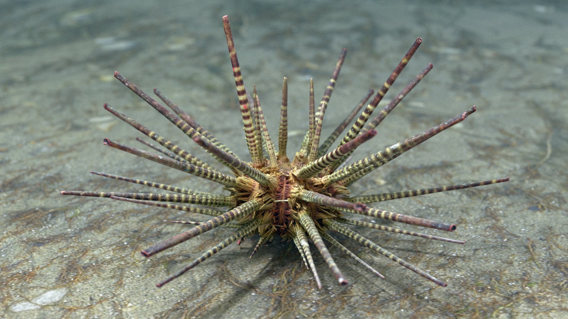 pencil urchin 3D model https://p.turbosquid.com/ts-thumb/eu/ZuggaH/2Rr7LvBb/pencilurchin_r1c/png/1566754286/1920x1080/fit_q87/da5d87b54c25894072498fa01bf78708788bda61/pencilurchin_r1c.jpg