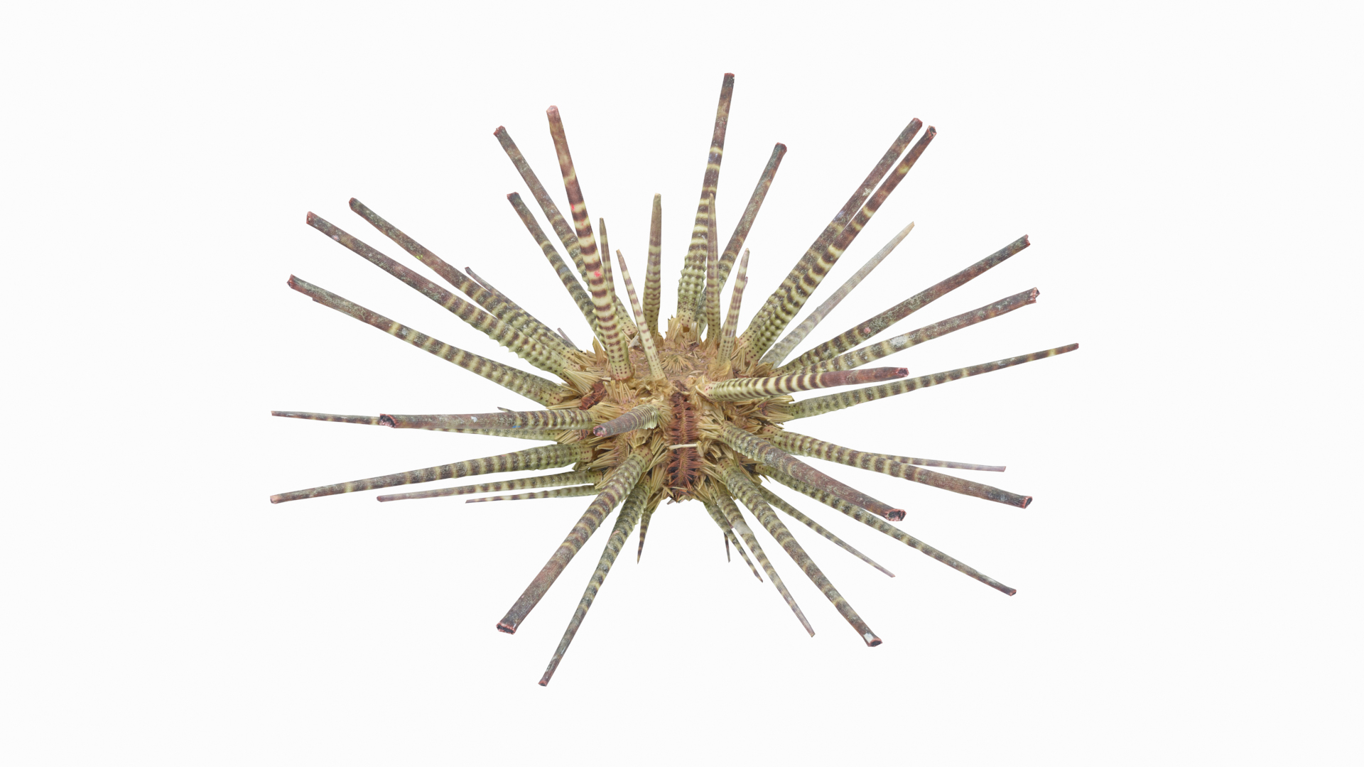 pencil urchin 3D model https://p.turbosquid.com/ts-thumb/eu/ZuggaH/4odQ2OT6/pencilurchintt/png/1566754259/1920x1080/turn_fit_q99/3d8c82a6cb721d026f93f6e52038a8a359ffee80/pencilurchintt-1.jpg