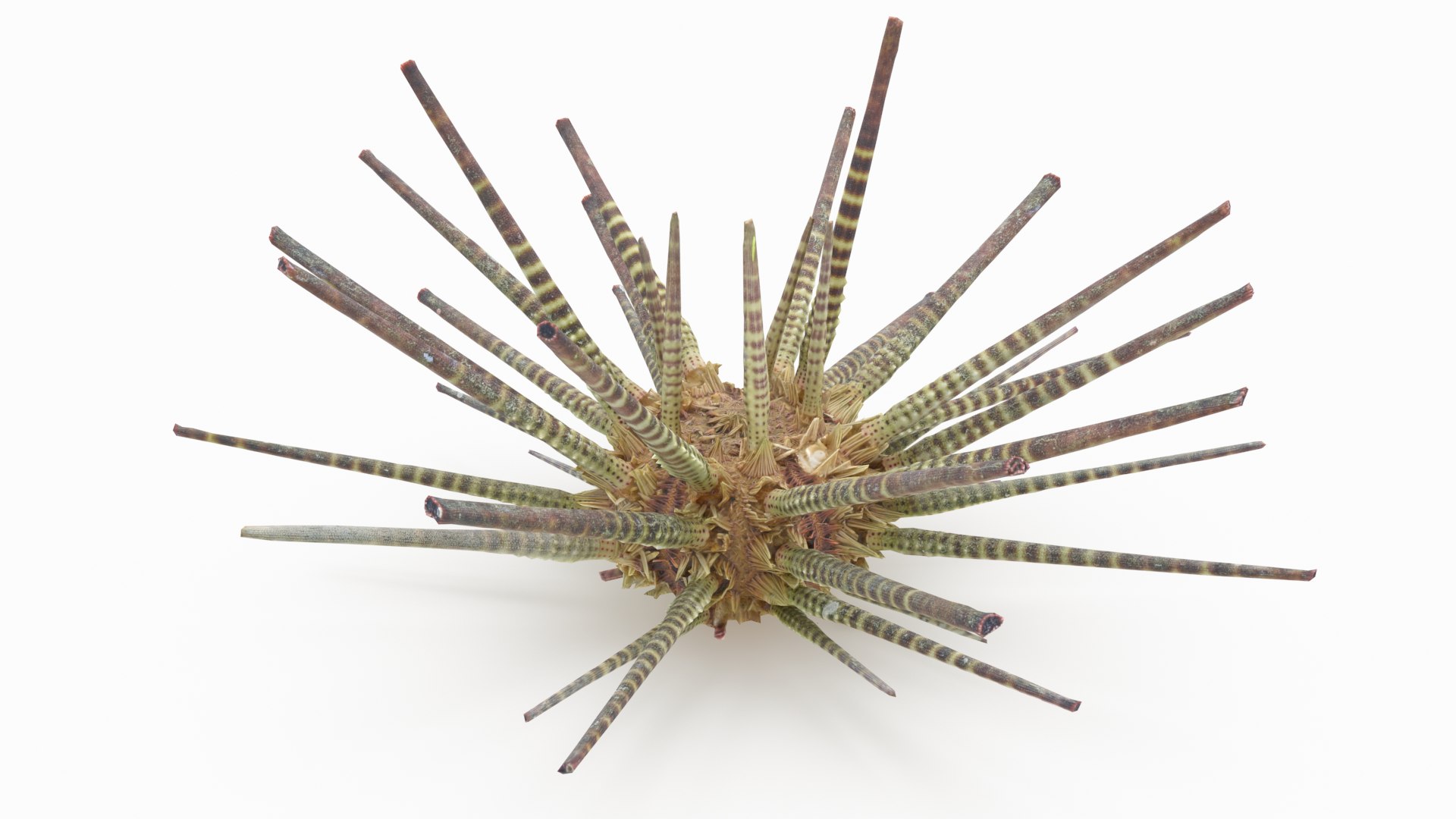 pencil urchin 3D model https://p.turbosquid.com/ts-thumb/eu/ZuggaH/EgxgbaGz/pencilurchin_r6/png/1566754287/1920x1080/fit_q87/1862d86a32ffd05b9a588cade35e74a8cf758bdd/pencilurchin_r6.jpg