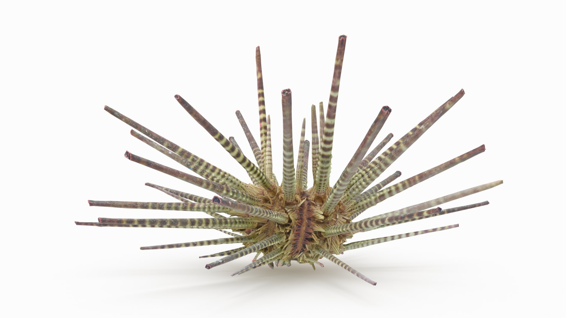 pencil urchin 3D model https://p.turbosquid.com/ts-thumb/eu/ZuggaH/RRn2KTkm/pencilurchin_r3/png/1566754286/1920x1080/fit_q87/c39bdb89f27d534e6247adaf13831da37c42a6f5/pencilurchin_r3.jpg