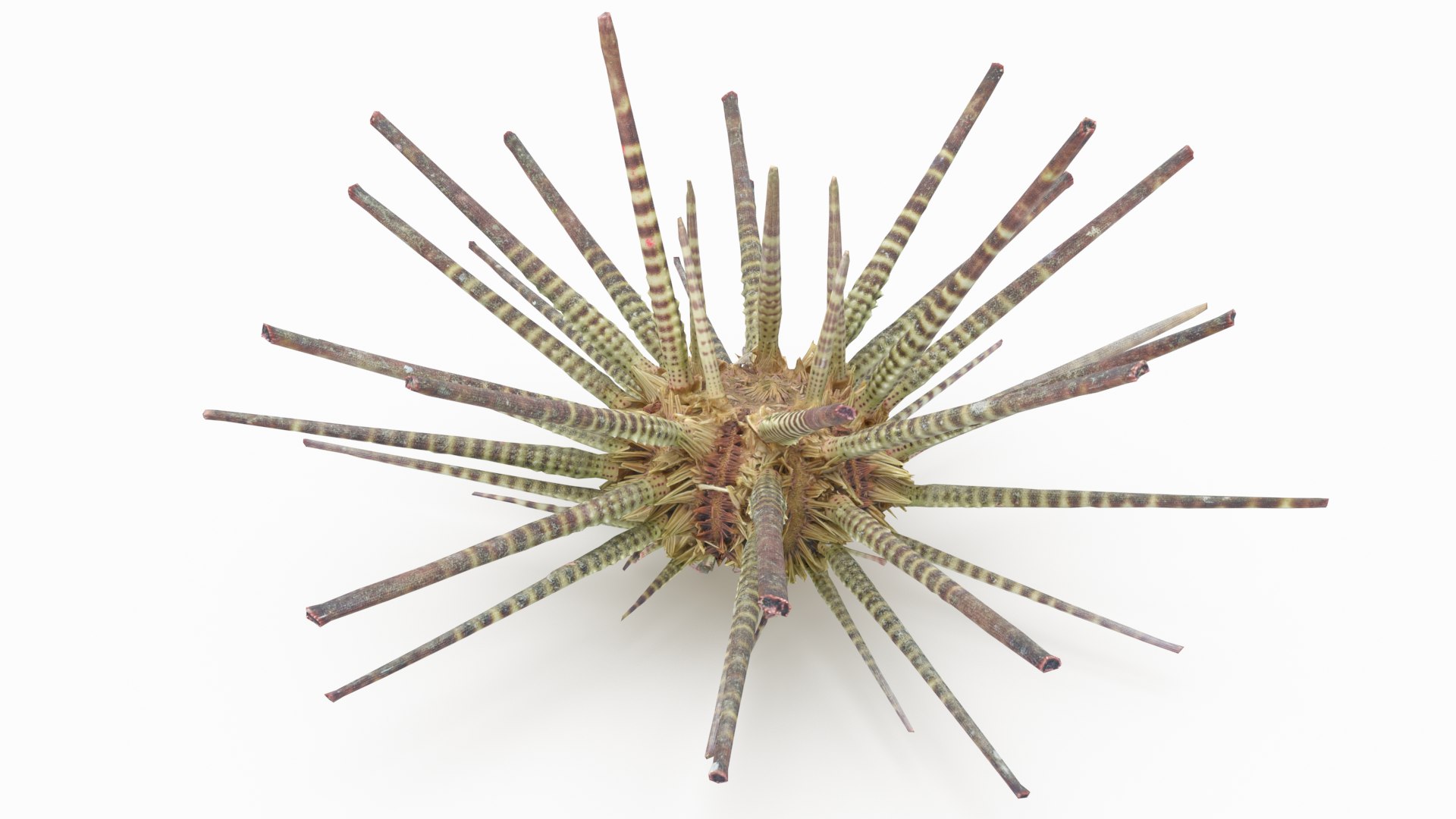 pencil urchin 3D model https://p.turbosquid.com/ts-thumb/eu/ZuggaH/UTIMVdhv/pencilurchin_r4/png/1566754286/1920x1080/fit_q87/50dbe1394b046e043a20f2e204bae47ee173f97b/pencilurchin_r4.jpg