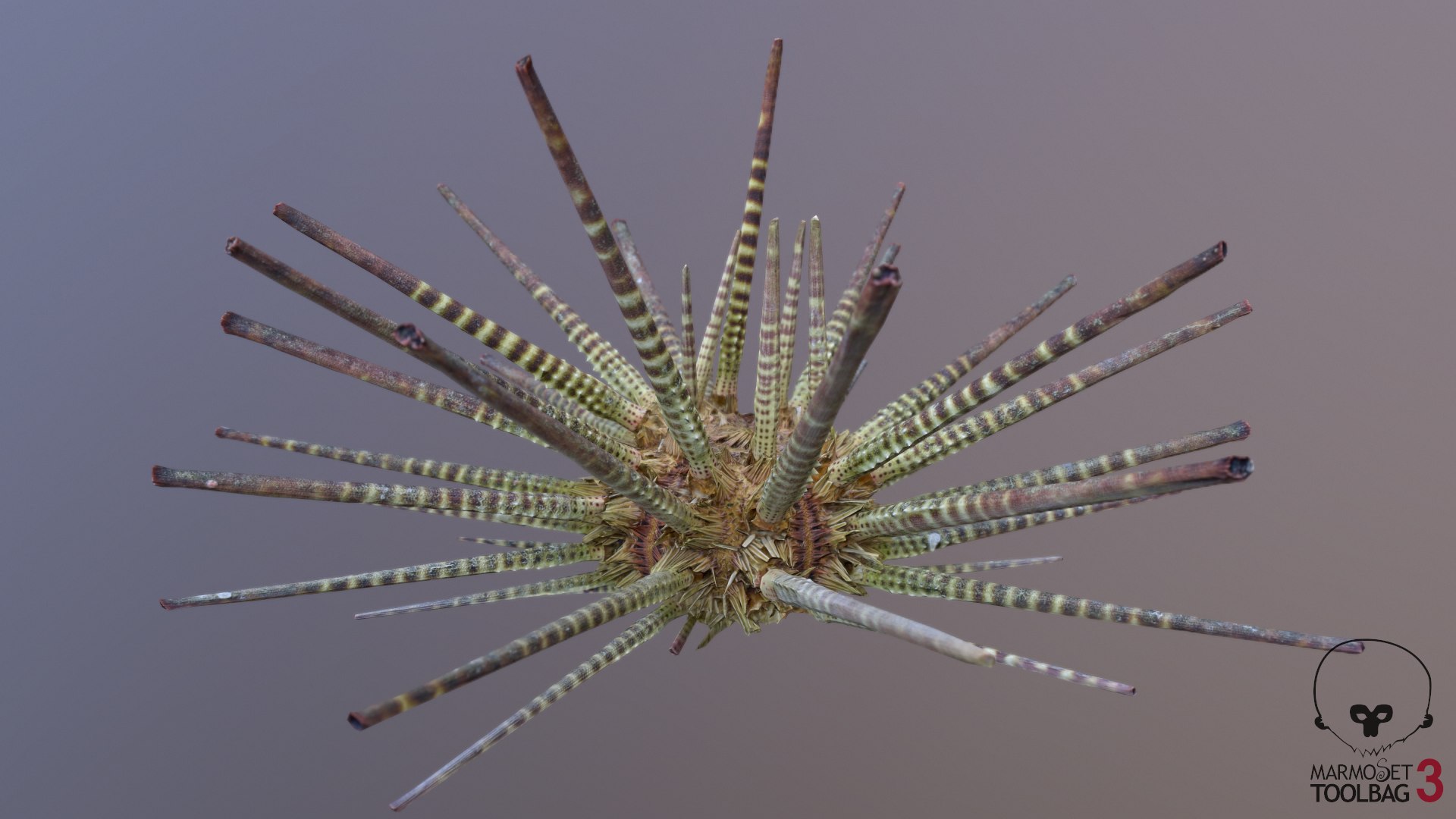 pencil urchin 3D model https://p.turbosquid.com/ts-thumb/eu/ZuggaH/cwHHO0FO/screenshot839/png/1566754287/1920x1080/fit_q87/94384909b5cad48cdcefd92ea259769a167199a7/screenshot839.jpg