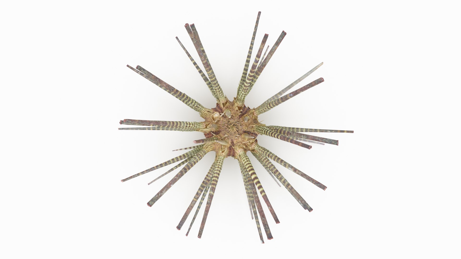 pencil urchin 3D model https://p.turbosquid.com/ts-thumb/eu/ZuggaH/jApdeIMw/pencilurchin_r2/png/1566754286/1920x1080/fit_q87/fb9b4ec2d1b31874325f960ae28031b3f31a3c9b/pencilurchin_r2.jpg