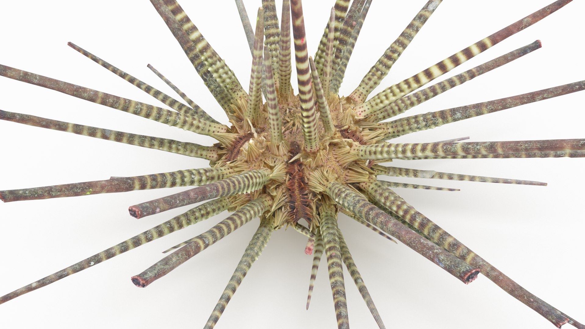 pencil urchin 3D model https://p.turbosquid.com/ts-thumb/eu/ZuggaH/ksKttmPn/pencilurchin_r5/png/1566754286/1920x1080/fit_q87/8b6a345859c211fb33881e13b68aa2f36fa06755/pencilurchin_r5.jpg