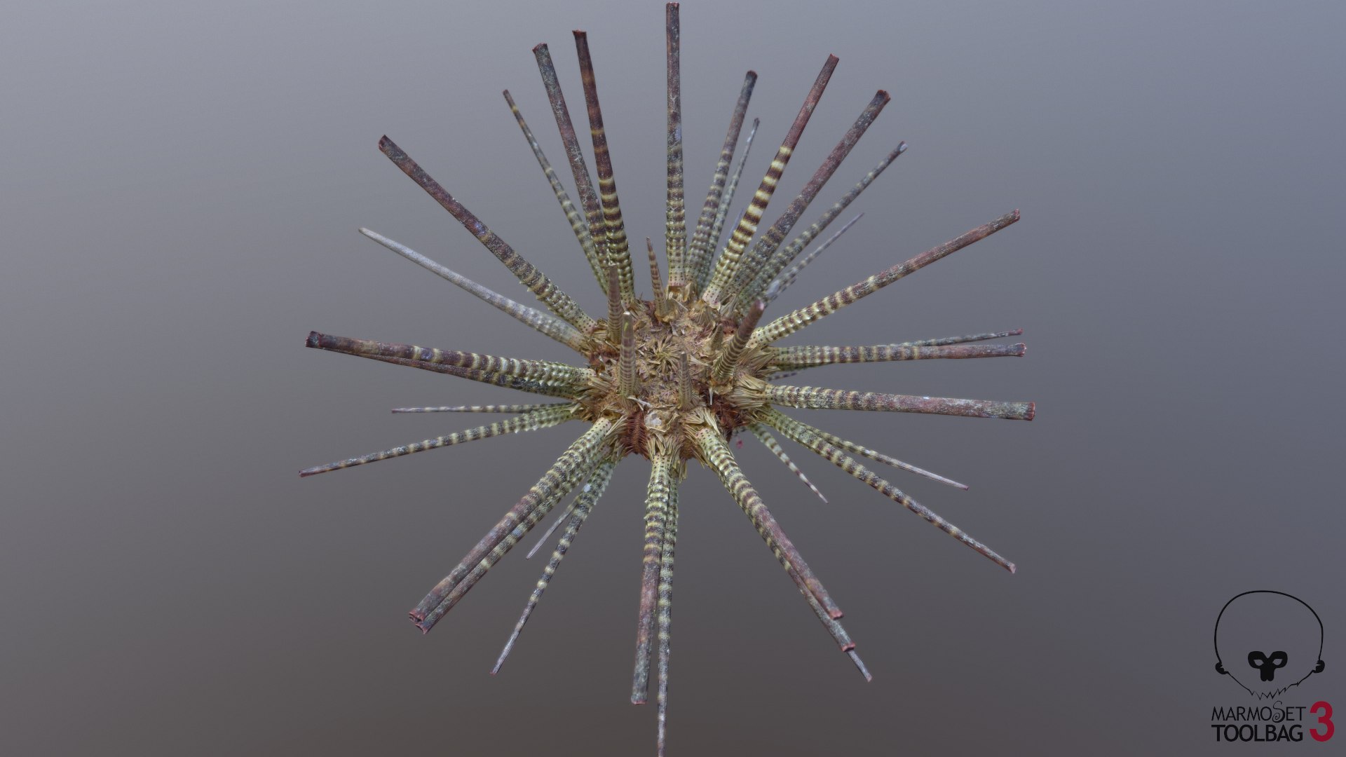 pencil urchin 3D model https://p.turbosquid.com/ts-thumb/eu/ZuggaH/zIhj1MDj/screenshot841/png/1566754287/1920x1080/fit_q87/1a2c50a4947ee76325b1baba239335a5632a8875/screenshot841.jpg