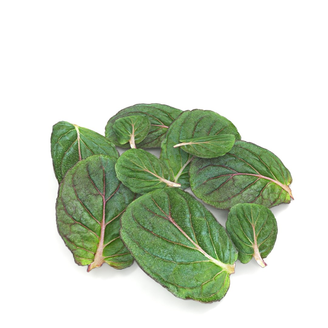 3D lemon mint leaf plant model https://p.turbosquid.com/ts-thumb/eu/jcbYTX/5GltMdIo/2/jpg/1549701690/1920x1080/fit_q87/c579d94125c99983fdbac6eada2297d622451117/2.jpg