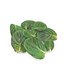 Mint leaf red