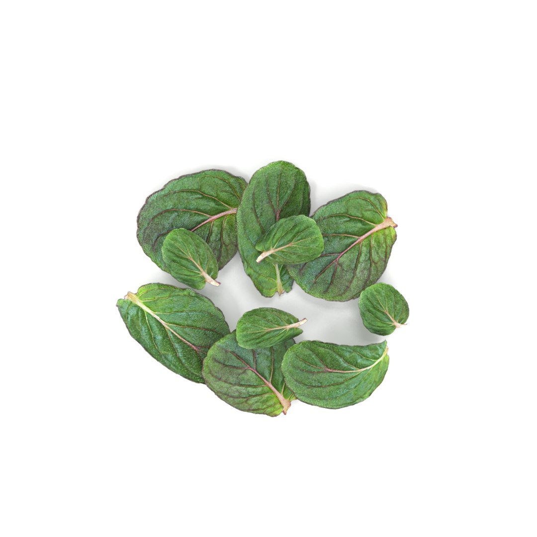 3D lemon mint leaf plant model https://p.turbosquid.com/ts-thumb/eu/jcbYTX/dpt8BOa9/3/jpg/1549701839/1920x1080/fit_q87/76df5756f92e3d5e37d3f93d6ffd00df33fd39fa/3.jpg